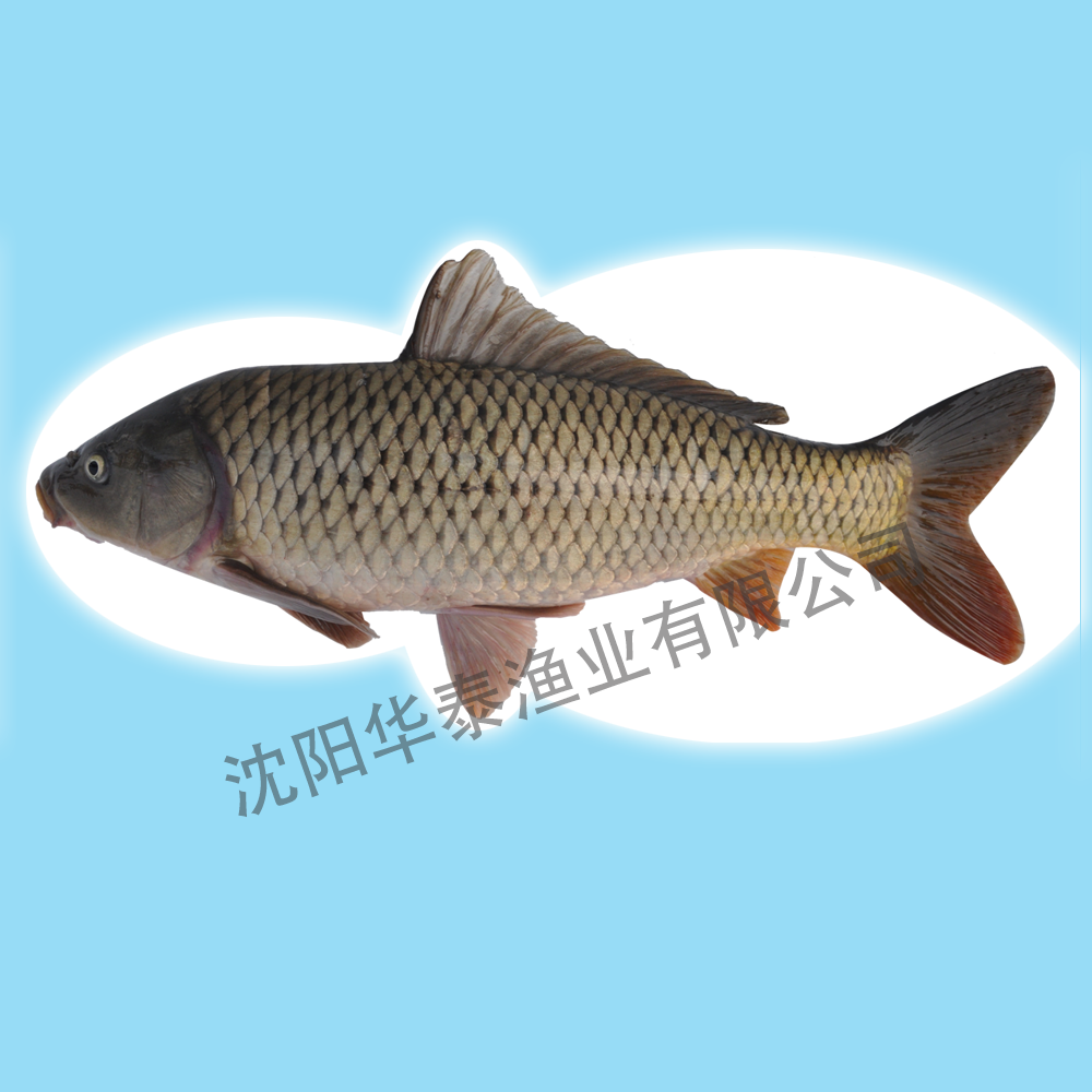 &#74;&#68;&#66;&#40;&#20013;&#22269;&#30005;&#23376;&#41;&#23448;&#26041;&#32593;&#31449;&#95;&#74;&#68;&#66;